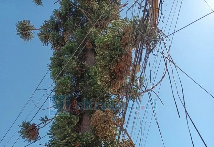 Ramas de gran tamaño de la araucaria caen directamente sobre el techo de la vivienda, provocando daños estructurales y filtraciones de agua en cada temporal de viento o lluvia.