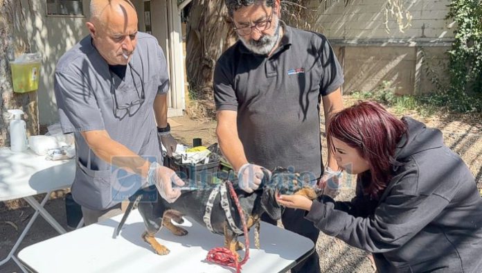 Hoy se desarrollará operativo de vacunación antirrábica en Los Andes.