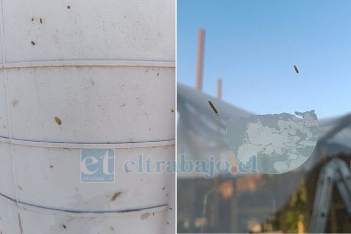 Las manchas aparecen principalmente durante las tardes, cuando comienza a levantarse viento en la parte baja del sector 21 de Mayo.