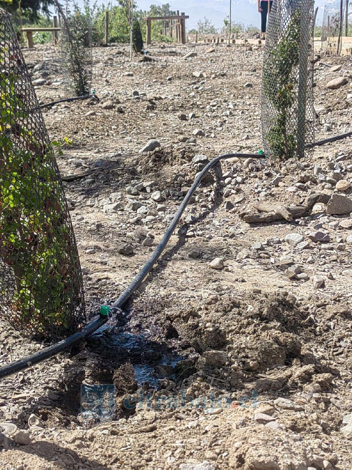 El sistema de riego tecnificado instalado en el lugar permite asegurar el crecimiento y mantención de más de 400 árboles.