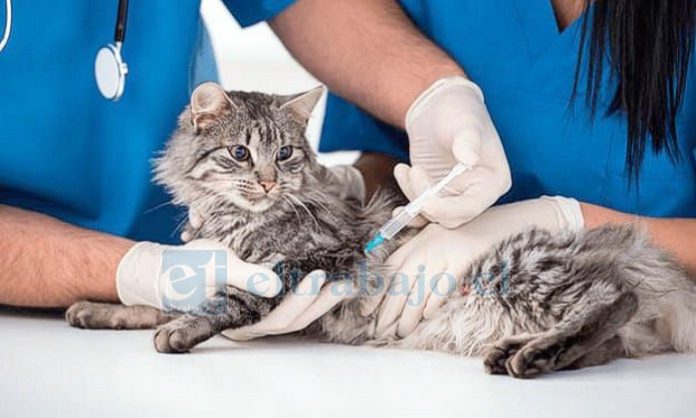 Realizarán operativo de vacunación antirrábica en Llay Llay.