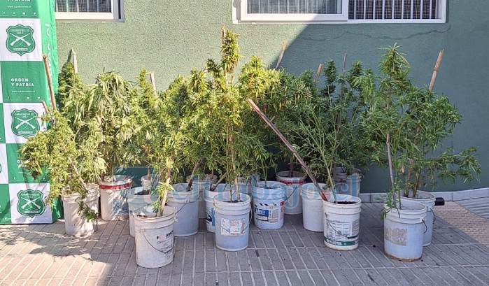 Un total de 18 plantas de cannabis sativa se encontraron en el domicilio de los detenidos. 