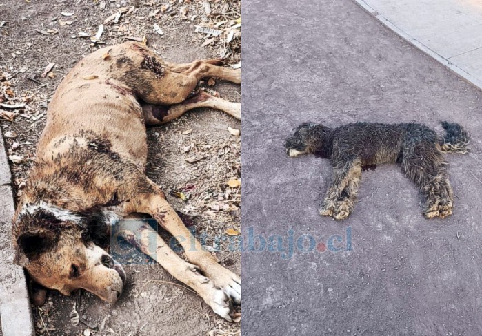 Vecinos alertan por la presencia de una jauría de perros que ha protagonizado ataques a mascotas en el sector de la tirolesa, en la costanera de San Felipe.