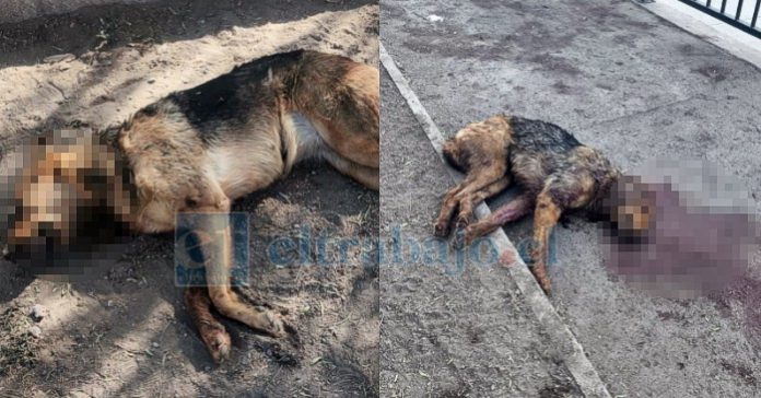 Los animales, que serían cinco y de gran tamaño, deambularían durante la madrugada y han generado preocupación por el riesgo para personas y mascotas en el borde del estero.