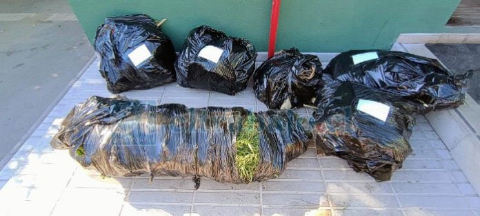 Marihuana incautada por Carabineros en un domicilio de Catemu, donde se decomisaron nueve plantas de gran tamaño y más de 14 kilos en proceso de secado, tras una denuncia anónima por cultivo ilegal.