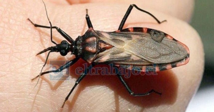 La vinchuca es el insecto que transmite la enfermedad del mal de Chagas.