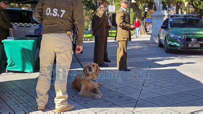 Perro detector de drogas también estuvo presente junto al OS7.