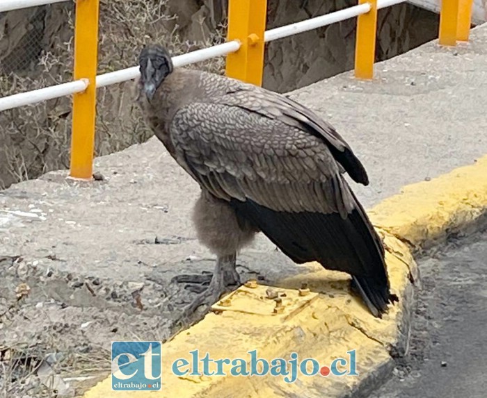 Este es el cóndor que estaba en la ruta internacional. 