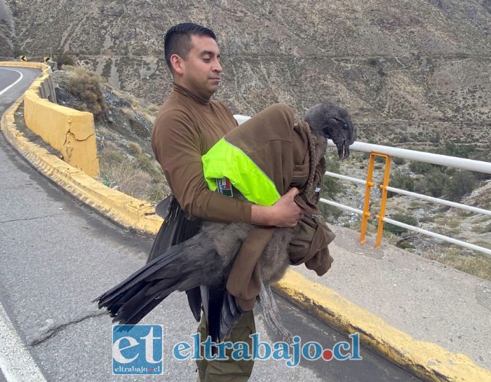 Carabineros logró rescatarlo con todas las medidas de seguridad para el ave. 