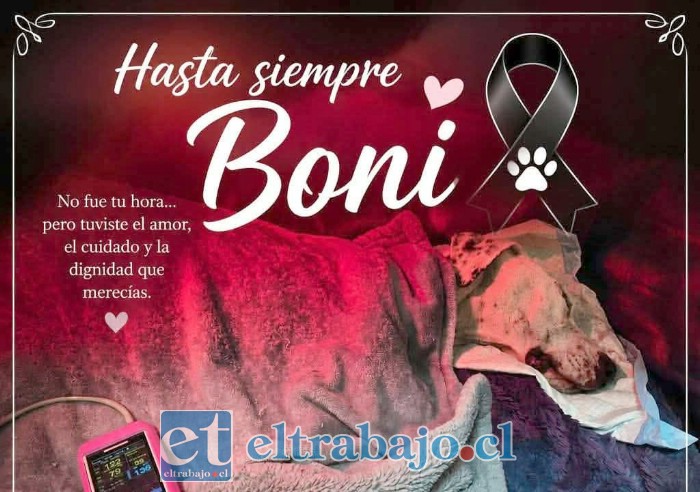 Bonni, una perrita maltratada que fue encontrada desnutrida y que lamentablemente murió.