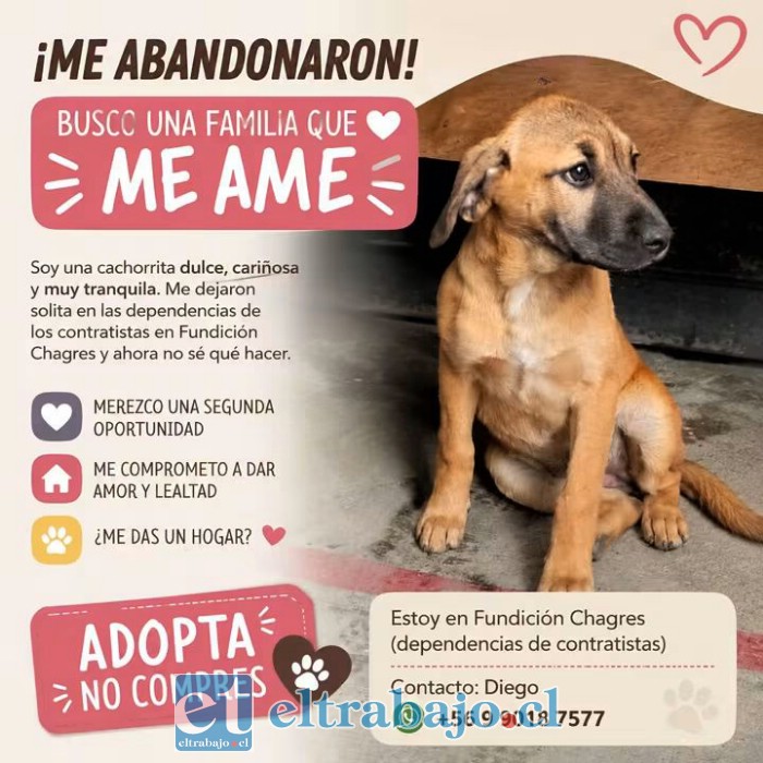 Un ejemplo del abandono, donde personas piden hogar temporal para animales encontrados.