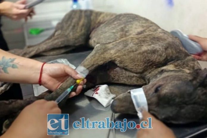 ‘Patito’, perrito galgo, siendo tratado por la Dra. Patricia Caraccioli, quien fue ángel con el animal, pero no sobrevivió dado todo lo que sufrió producto de las carreras.