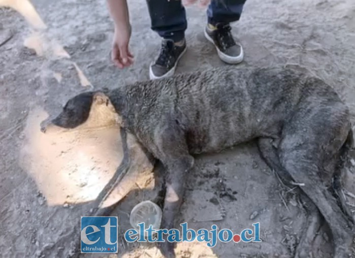 Así fue encontrado ‘Patito’, perro galgo maltratado.