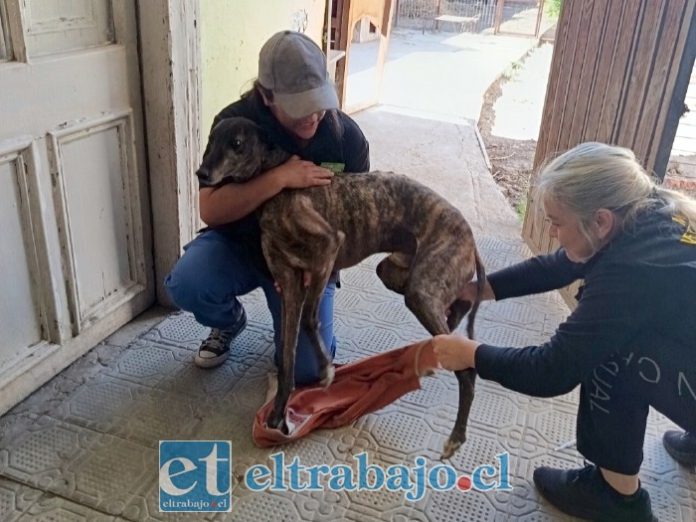 ‘Patito’ recibiendo atención.