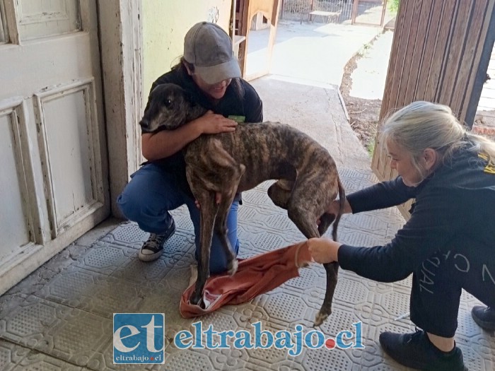 ‘Patito’ recibiendo atención.