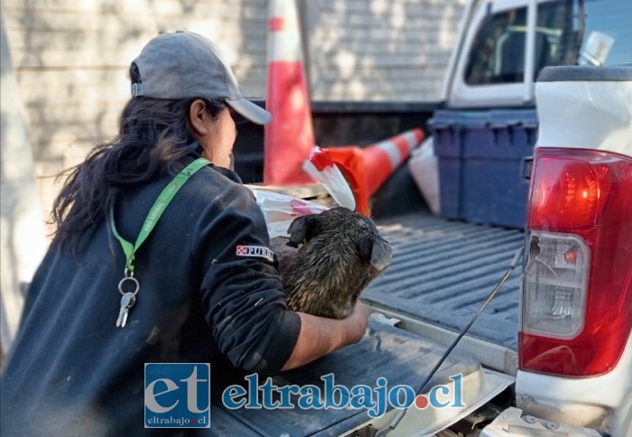 Acá siendo subido a una camioneta de la agrupación para ser atendido.