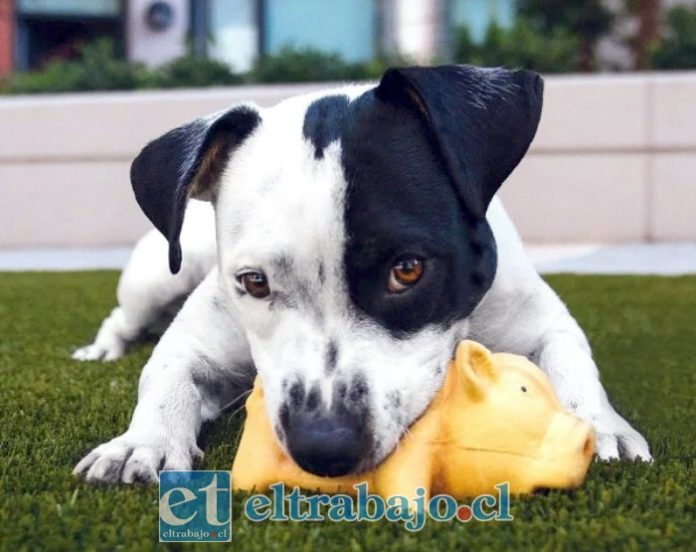 Concejo Municipal aprobó actualización de la ordenanza de tenencia responsable de mascotas.