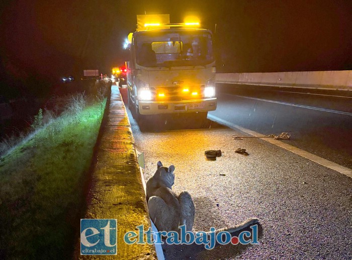 El puma fue atropellado durante la noche del domingo mientras cruzaba la Autopista Los Andes, en las cercanías del sector El Mirador de la comuna de Panquehue. 