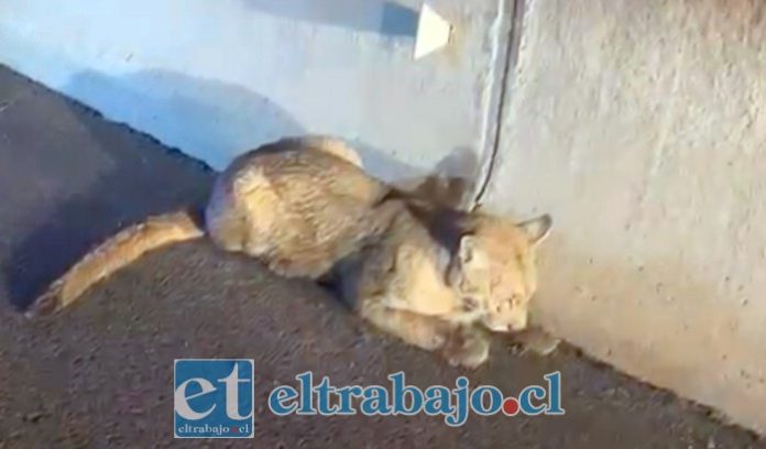 Pese a los esfuerzos de rescate, el ejemplar falleció durante la madrugada del lunes.