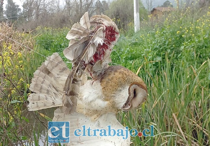 Aves como estas pueden resultar gravemente heridas al quedar atrapadas en hilos de volantín abandonados en árboles y otras estructuras (Imagen de archivo).