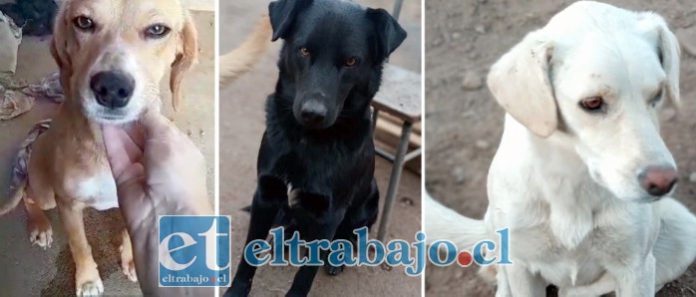 Otras de las mascotas que se perdieron en la comuna andina.
