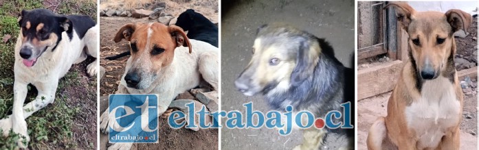 Estos son algunos de los perritos que han desaparecido en Calle Larga.