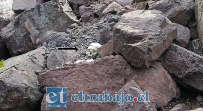 Acá se aprecia el cráneo.