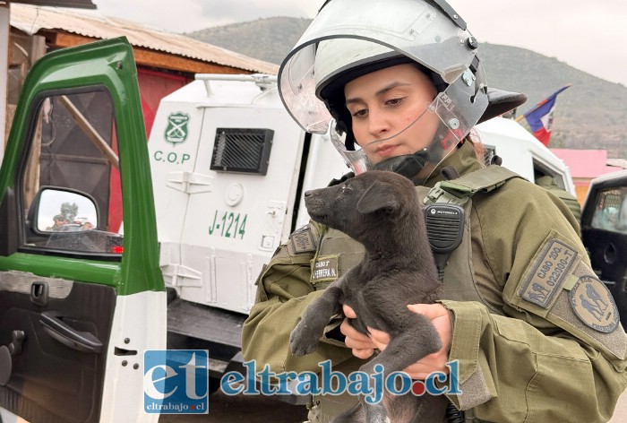 Personal policial puso a salvo a perros y gatos. 