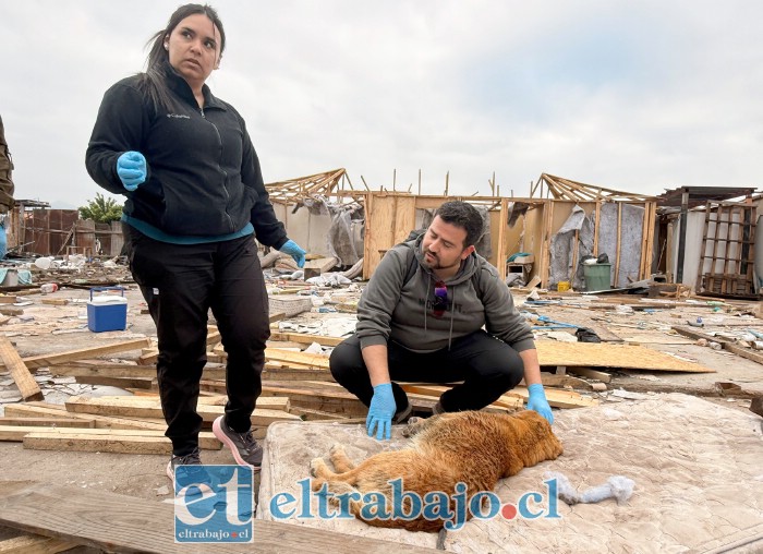 Profesionales atendieron diversos animales. 