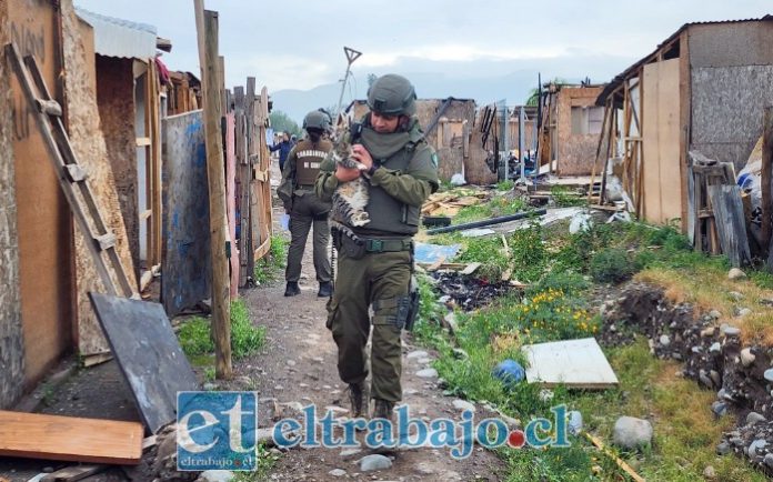 Personal de Carabineros apoyó el operativo de resguardo y traslado de los animales que permanecían en la Toma Yevide tras la desocupación del lugar.
