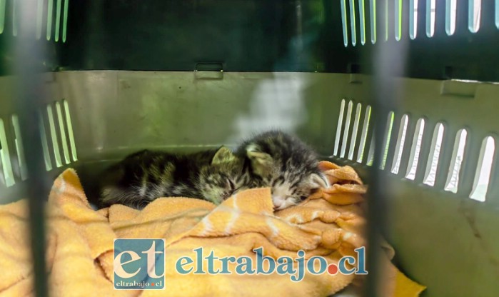 Algunos de los gatos rescatados durante el operativo fueron trasladados hasta la Veterinaria Municipal para recibir atención y cuidados.