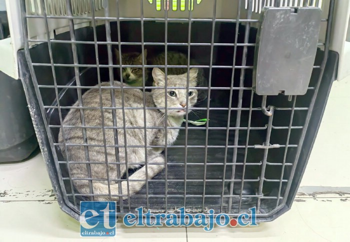 Los gatos encontrados en la Toma Yevide permanecen bajo el cuidado de la Veterinaria Municipal, a la espera de su esterilización y posterior proceso de adopción.